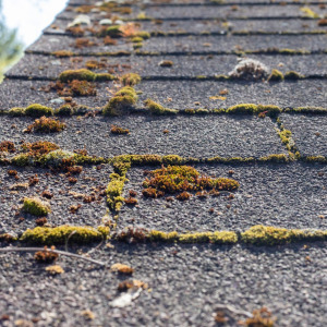 Algae-Resistant Shingles